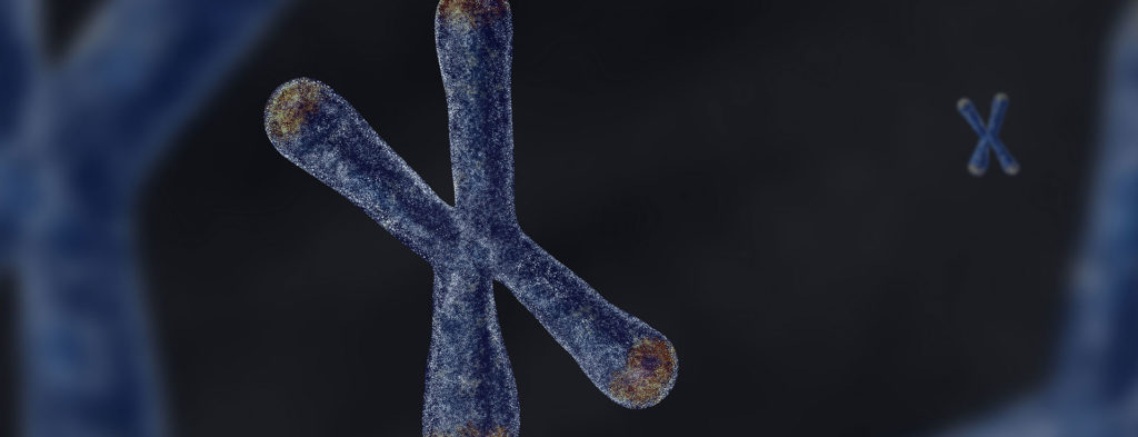 Function of a Telomere