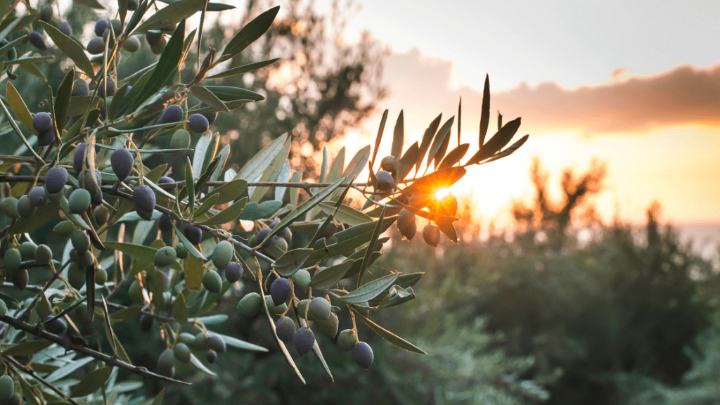 Olive Leaf Extract & Hypertension