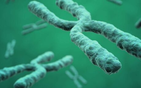 What are Telomeres?